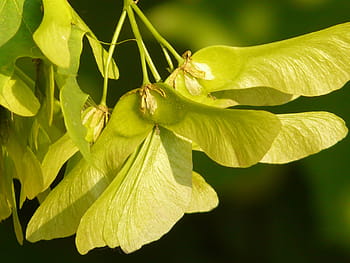 javor ovoce, javor, strom, zelená, acer platanoidy, jehly list javor, slunce, světlo, osvětlit, fliegerle, otáčení