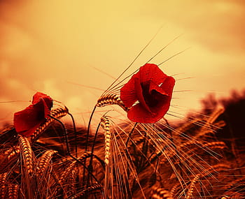 two, red, flowers, poppy, flower, wild flower, fields, summer, wild flowers, field, country