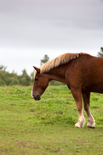 horse, animal, countryside, equine, farm, field, grass, outdoors, rural, nature, country