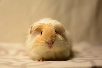 marsvin, söt, sällskapsdjur, gnagare, ett djur, djurteman, inomhus, hamster, husdjur