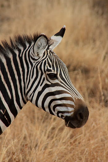 közelkép, fényképezés, zebra, állat, család, vad, emlős, szafari, Afrika, utazás, Kenya