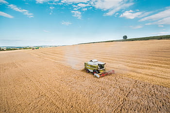combinare, mietitore che raccoglie raccolti di grano, mietitrebbia, raccolta, Grano, colture, agricoltura, a volo d'uccello, cereale, azienda agricola, contadino