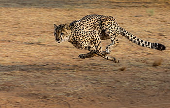 Gepard, Afrika, namibie, kočka, běh, lov