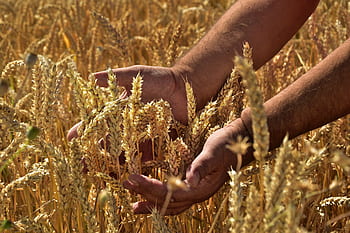 cereals, corn stalks, spike, grain, mature, hands, harvest time, matriculation examination, feeling, agriculture, bauer