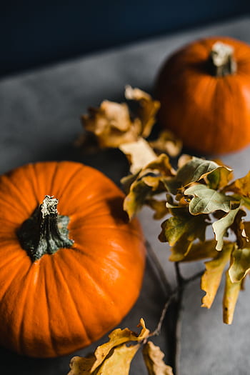 otoño, halloween, acción de gracias, calabaza