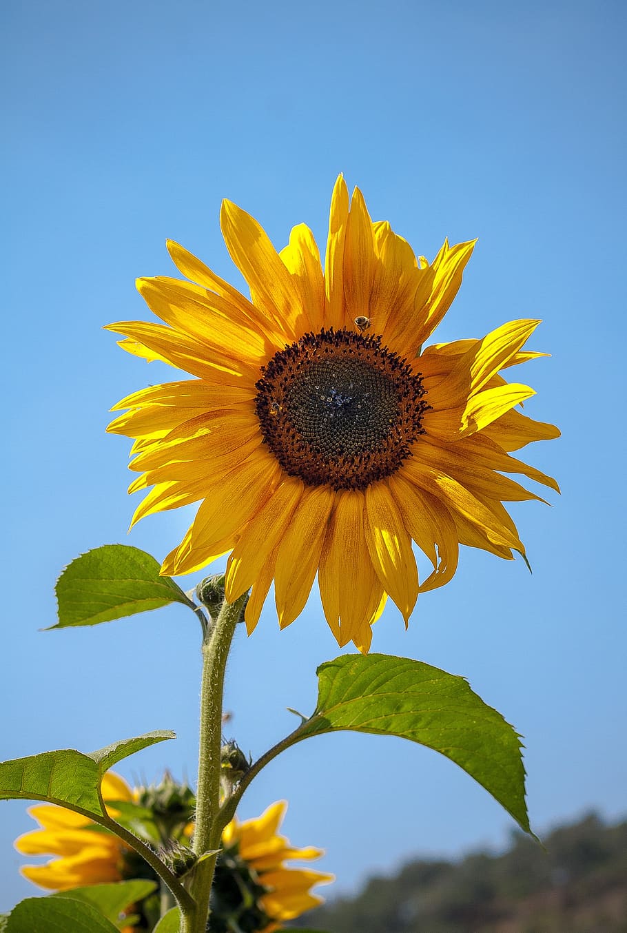 Sunflower, Field, Yellow, Flower, Nature, summer, happy, sun, sunflower field, agriculture, sky