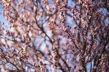 flores de primavera rosa, rosa, flores de primavera, flores, flora, cielo azul, floreciente, primavera, flor, ramita, rama