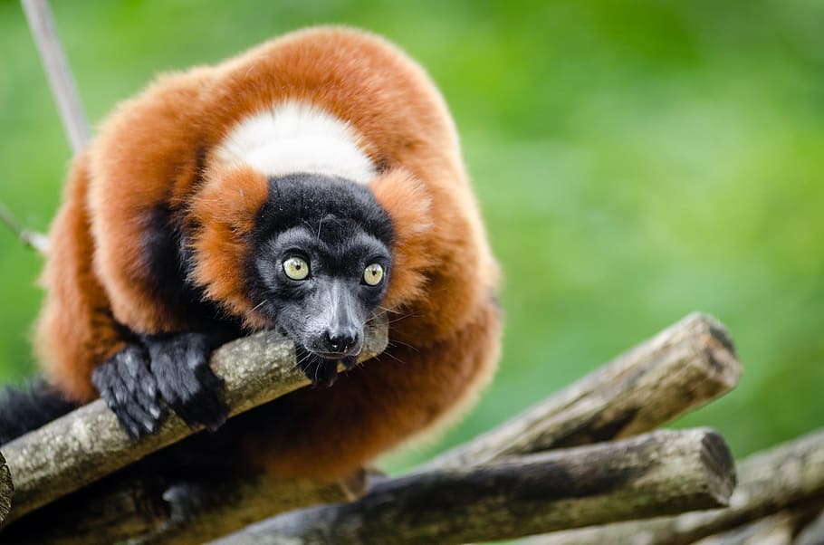 červené lemur lemur, volně žijících živočichů, Madagaskar, Příroda, portrét, posazený, hledá, exotický, deštný prales, primát, savec