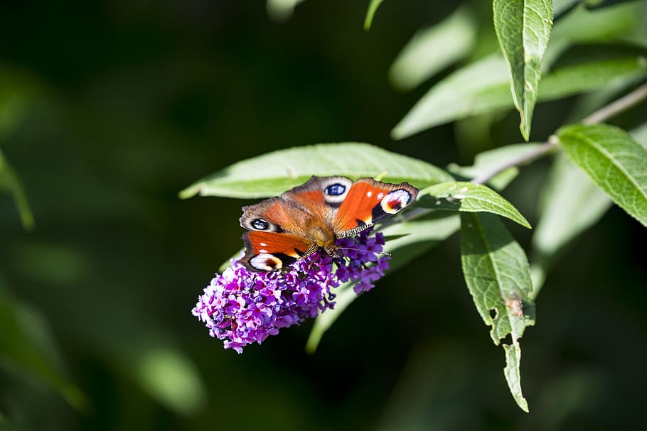 buddleja davidii, summer lilac, butterfly, butterfly bush, lilac, nature, blossom, bloom, flower, purple, violet