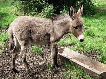 donkey, young animal, meadow, ears