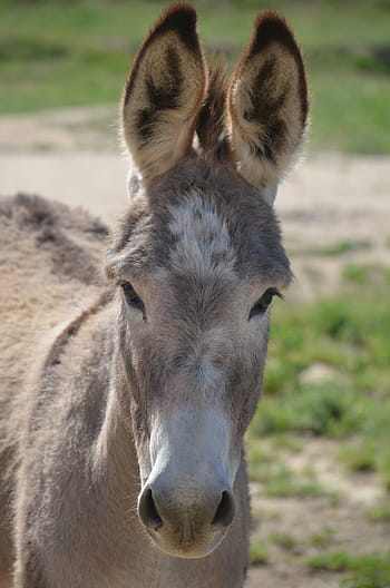 wild burro, animal, mammal, nature, grass, farm, summer, green, natural