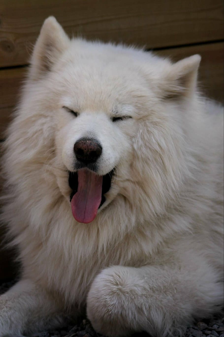 domácí zvíře, Pes, bílý, samojed, zívání, zívnutí, zvíře, roztomilý, příteli, psí, rozkošný