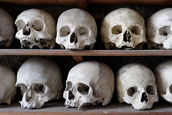 bílý, člověk, dekory lebky, dřevěný, police, lebka, rám, kost, anatomie, kostnice