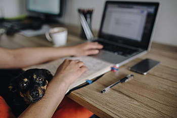 bekerja, laptop, anjing, Wanita, dewasa, perempuan, gadis, kantor, ruang kerja, tempat kerja, komputer