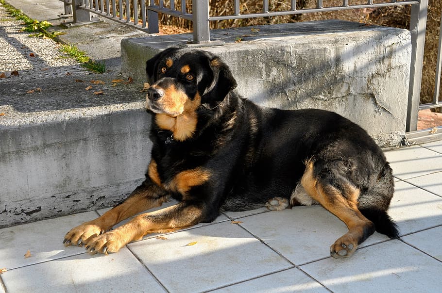 dog, rottweiler, breed, laying, pet, love, amici, animal, muzzle, animals, hair