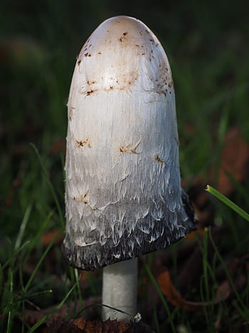 comatus, schopf comatus, houba, coprinus comatus, chřest houba, porcelánový komatus, tintenpilz, tintenschopfling, druhů hub, relativní relativní, coprinaceae
