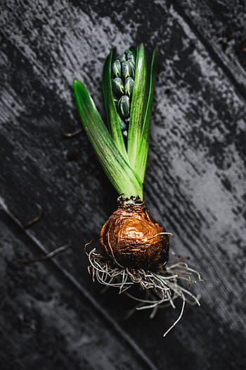 hacer, poco, ornamentales, plántulas, pequeño, tarro, mujer, planta, decoración, ornamento, plantación
