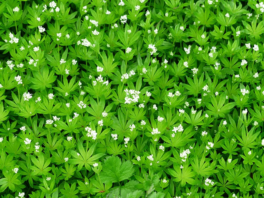 mařinka vonná, květ, bílý, list, stonek, zelená, galium odoratum, lesní rostlina, galium, listnatý les, kumarin