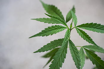 cbd, thajský konopí, konopí, Pozadí, lékařský, medicína, bylina, Příroda, kultura, přírodní, rostlina