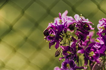Aquilegia vulgaris, flores, púrpura, aguileña europea, violeta, flora, floral, floración, flor, botánico, floreciente