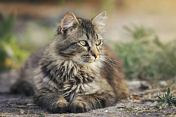 marrom, cinza, gato maine coon, gato, animal de estimação, felino, descanso
