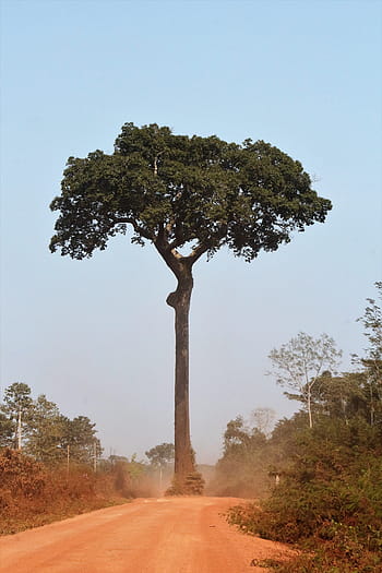 bertholletia excelsa, brazylijski orzech, orzech amazon, orzech boliwijski, kasztanowa góra, kasztany, Natura, drzewo, akr, Boliwia, pando