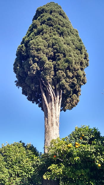 nature, tree, cypress, athens, hellas