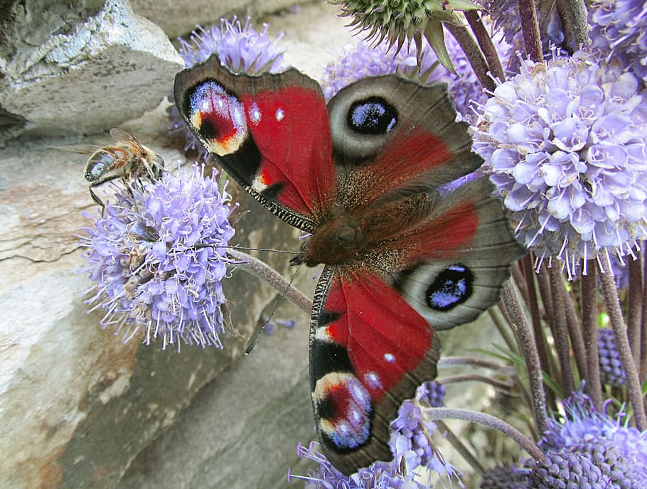 nature, butterflies, aglais io