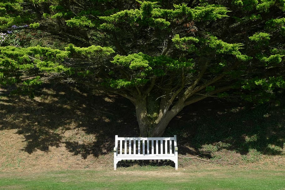 bench, seat, tree, chair, park, outside, shadow, empty, contrast, outdoors, nature