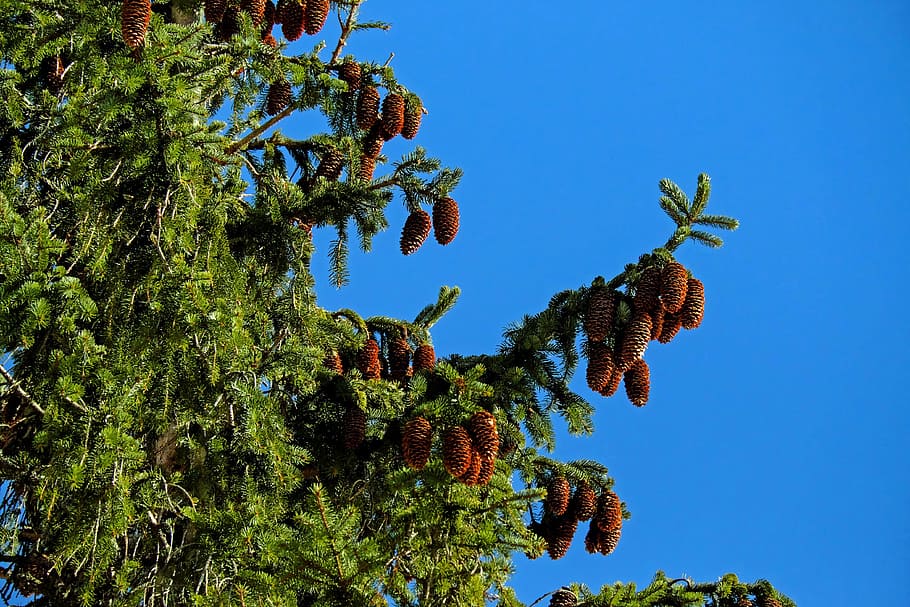 fir, tannenzweig, branch, periwinkle, pine needles, pine cones, conifer, immergrüner tree, tree, black forest, nature
