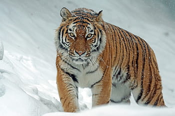 tygr během sněhu, amurtiger, sibiřský, dravec, šelmy, kočka, tygr, nebezpečný, fotografování divoké zvěře, sníh, zimní
