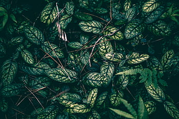 leaf, macro, dark, natural, green, plant, background, plants, tropical, environment, rainforest