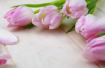 diversi tulipani rosa, fiore, tulipano, pianta, natura, floreale, biglietto d'auguri, invito, San Valentino, festa della mamma, compleanno
