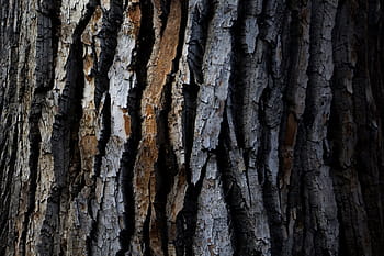texture shot, wood tree bark, Closeup, texture, shot, wood, tree bark, textures, tree, nature, forest