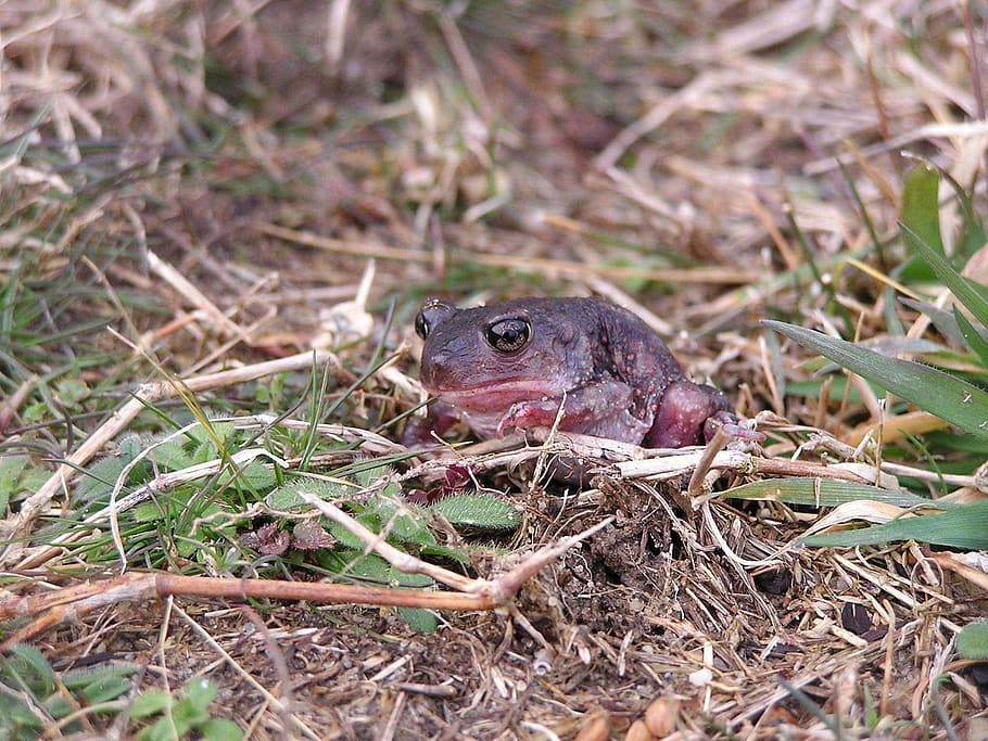 východní, spadefoot ropucha, -, ropucha východní spadefoot, scaphiopus holbrookii, obojživelníků, fotky, žába, veřejná doména, ropucha, zvíře