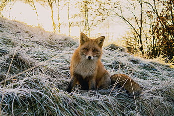 brown, fox, grass, trees, daytime, nature, woods, forest, animals, wild, animal