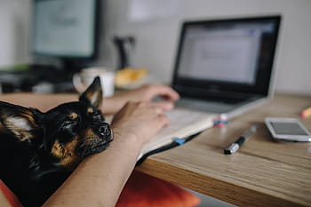 trabajando, ordenador portátil, perro, mujer, adulto, hembra, niña, oficina, espacio de trabajo, lugar de trabajo, computadora