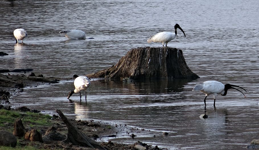 biały ibis, ptak, ptak brodzący, ibis, ptak brzegowy, bagno, wodny ptak, aves, ptaków, fauna, awifauna