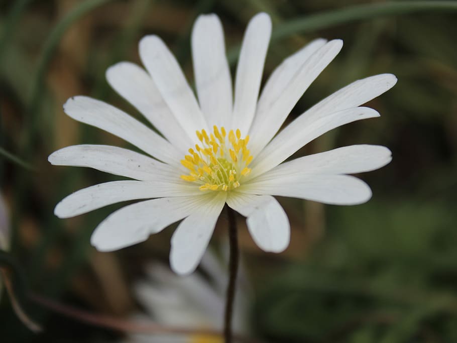bloodroot, sanguinaria canadensis, bloodroot, sanguinaria canadensis, květ, jaro, bílý, Příroda, bílý květ, zavřít, rostlina, okvětní lístek