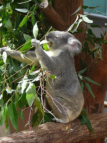 koala, Austrálie, zoo, vačnatec, volně žijících živočichů, strom, eukalyptu, medvěd, savec, roztomilý, Příroda