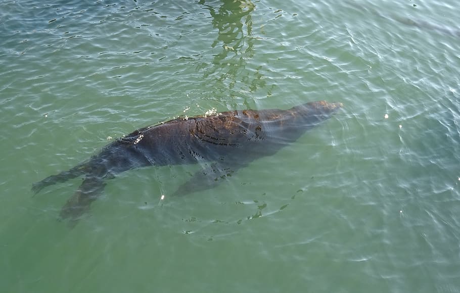 lachtan, zvíře, námořní, volně žijících živočichů, savec, fauna, voda, molo 39, embarcadero, záliv, San Francisco
