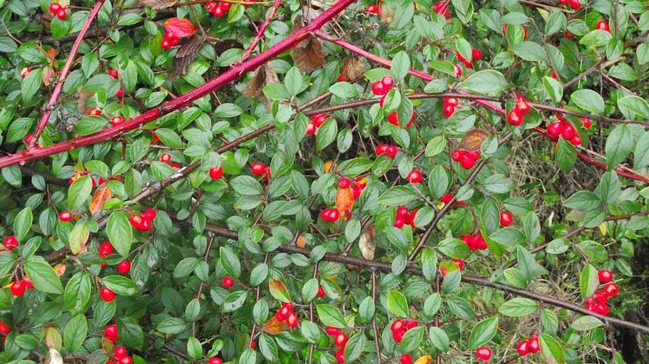 murta, red fruits, fruits