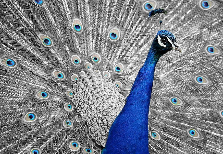 blu, grigio, pittura di pavone, pavone, animale, uccello, piuma, vanità, iridescente, natura, ruota