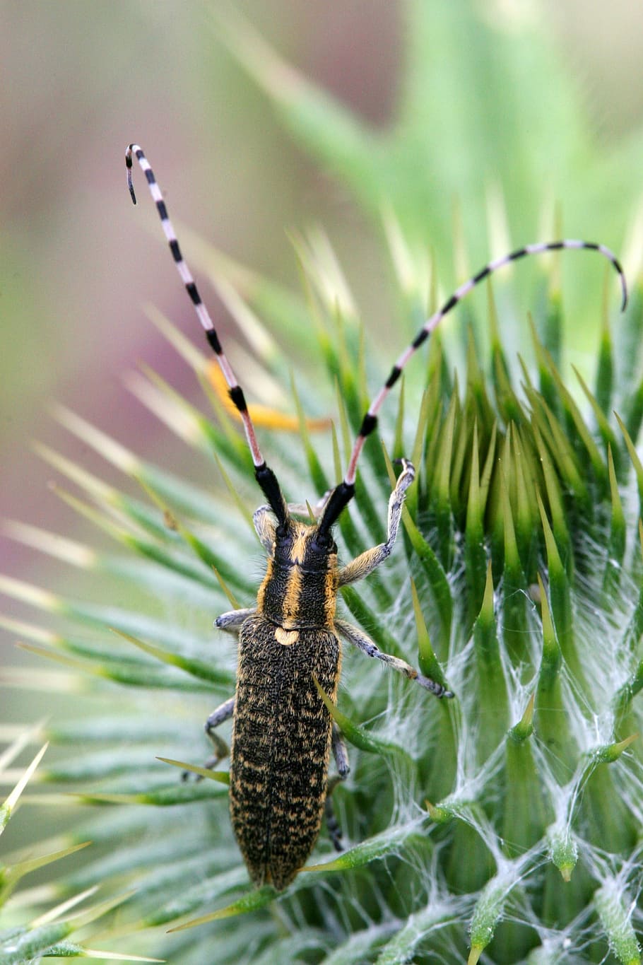 longhorn beetle, insects, field
