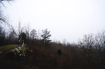 zelená, listoval, strom, tráva, vysočina, hora, kopec, stromy, větev, Příroda, venkovní