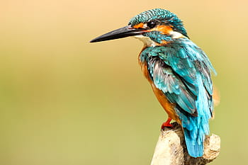 verde, arancia, uccello dal becco lungo, superiore, Marrone, ramo di un albero, uccello, becco, piuma, animale, volare