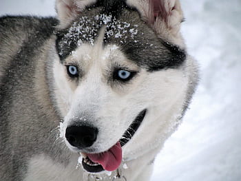 dog, siberian, husky, winter, snow, portrait, blue, eyes, nature