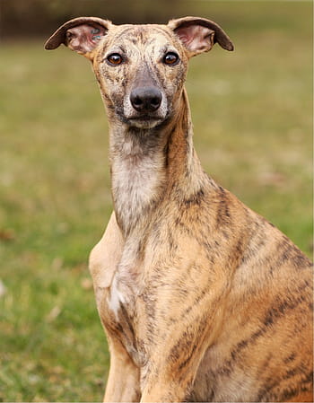 adult, brown, brindle greyhound, whippet, canine, dog, sitting, fast, racing, looking, mammal