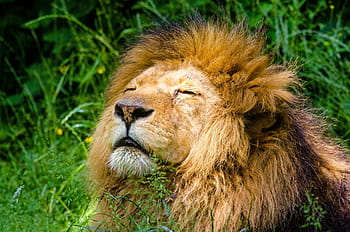 ライオン、 横になっている、 緑、 草、 アフリカのライオン、 男性、 たてがみ、 怠惰な猫、 動物、 捕食者、 動物園