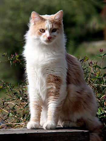 domestic longhair cat, domestic cat, cat, long hair, tawny, cream, amber eyes, pink nose